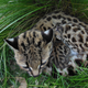 Illustration for article titled ZOMG BABY MARGAY!!! (Yes, there is a kitten in there.)